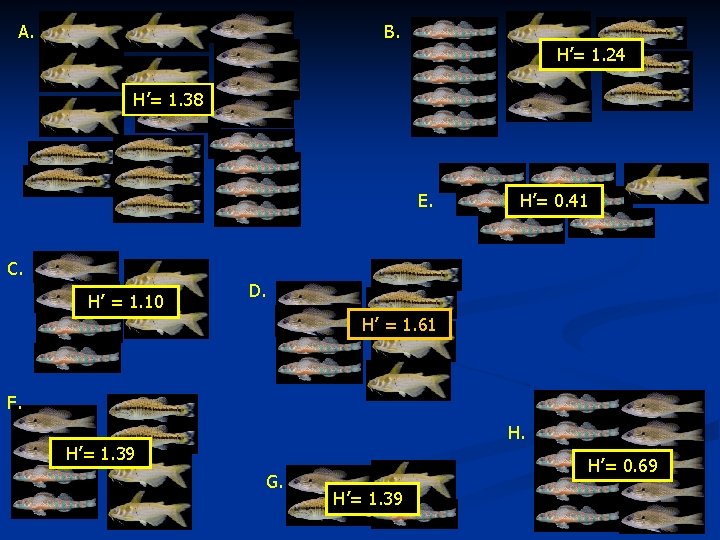 A. B. H’= 1. 24 H’= 1. 38 E. H’= 0. 41 C. H’