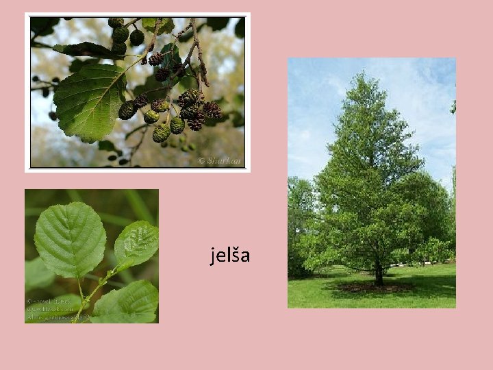 jelša 