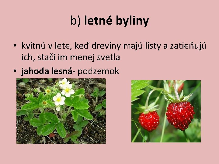 b) letné byliny • kvitnú v lete, keď dreviny majú listy a zatieňujú ich,