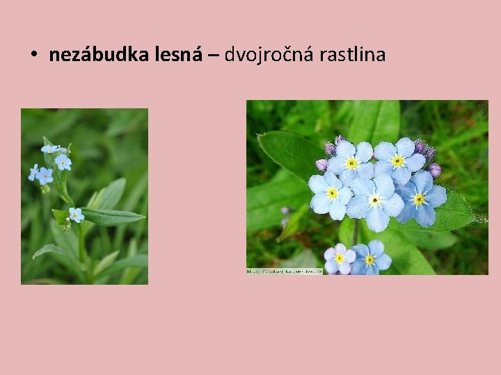  • nezábudka lesná – dvojročná rastlina 