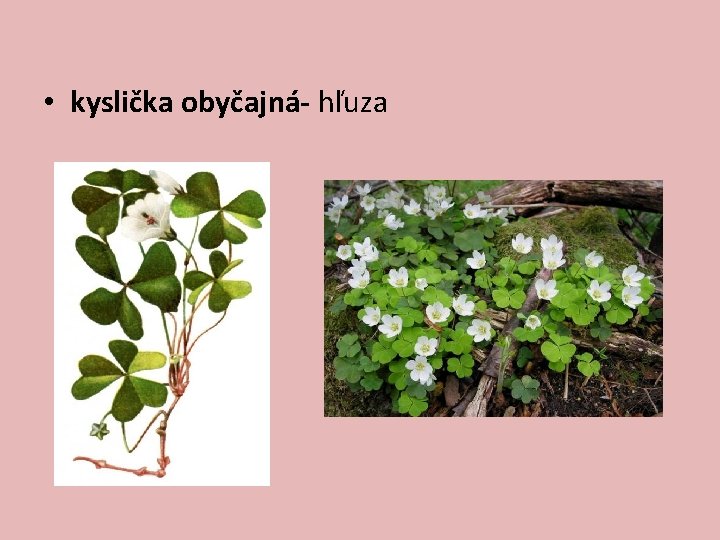  • kyslička obyčajná- hľuza 