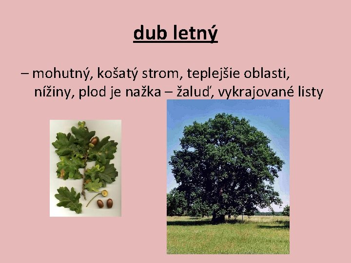 dub letný – mohutný, košatý strom, teplejšie oblasti, nížiny, plod je nažka – žaluď,