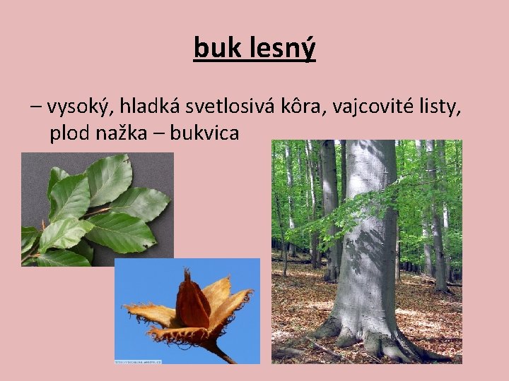 buk lesný – vysoký, hladká svetlosivá kôra, vajcovité listy, plod nažka – bukvica 