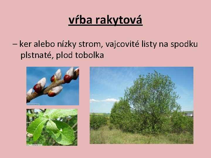 vŕba rakytová – ker alebo nízky strom, vajcovité listy na spodku plstnaté, plod tobolka