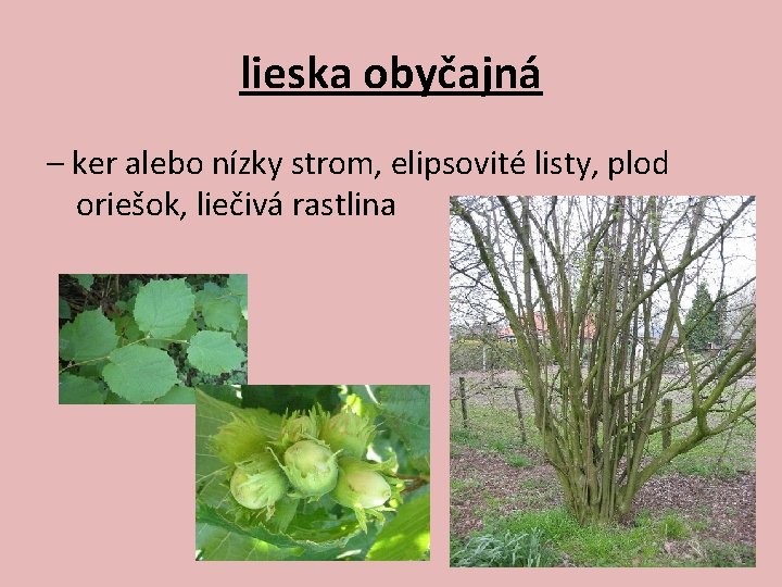 lieska obyčajná – ker alebo nízky strom, elipsovité listy, plod oriešok, liečivá rastlina 