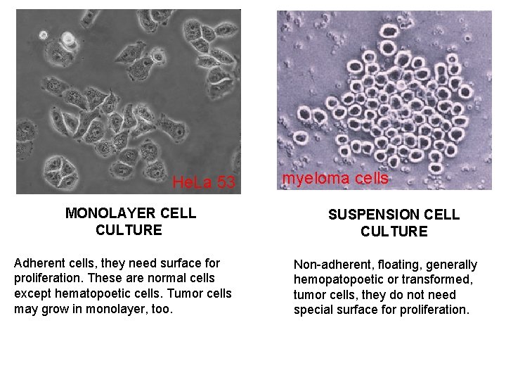 He. La 53 MONOLAYER CELL CULTURE Adherent cells, they need surface for proliferation. These