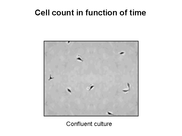 Cell count in function of time Confluent culture 