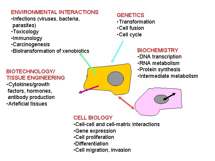ENVIRONMENTAL INTERACTIONS • Infections (viruses, bacteria, parasites) • Toxicology • Immunology • Carcinogenesis •