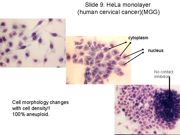 Slide 9. He. La monolayer (human cervical cancer)(MGG) cytoplasm nucleus No contact inhibition Cell