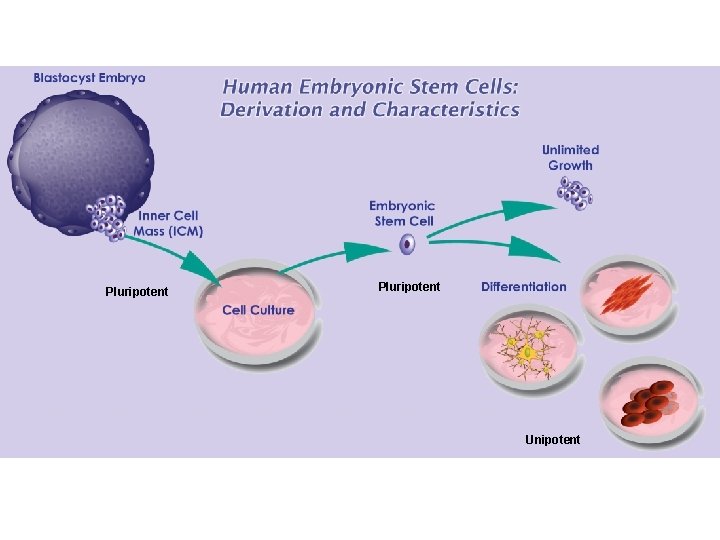 Pluripotent Unipotent 