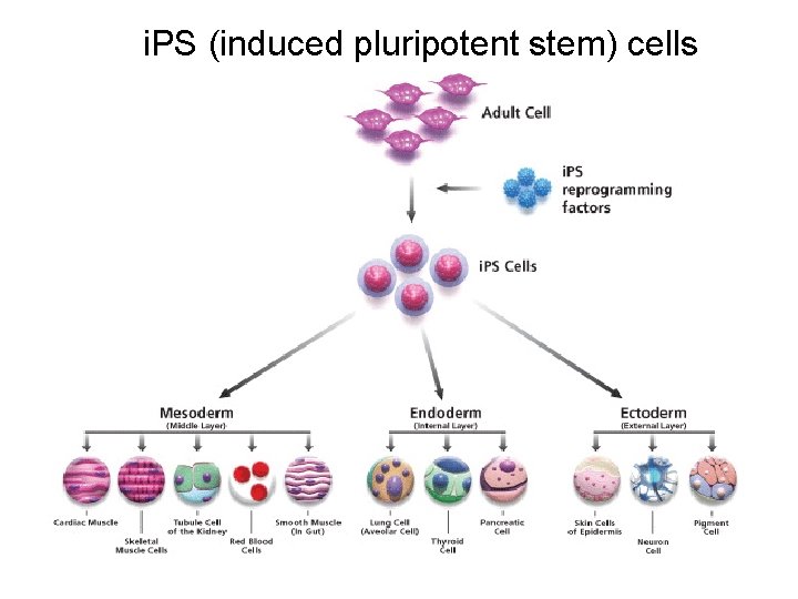 i. PS (induced pluripotent stem) cells 