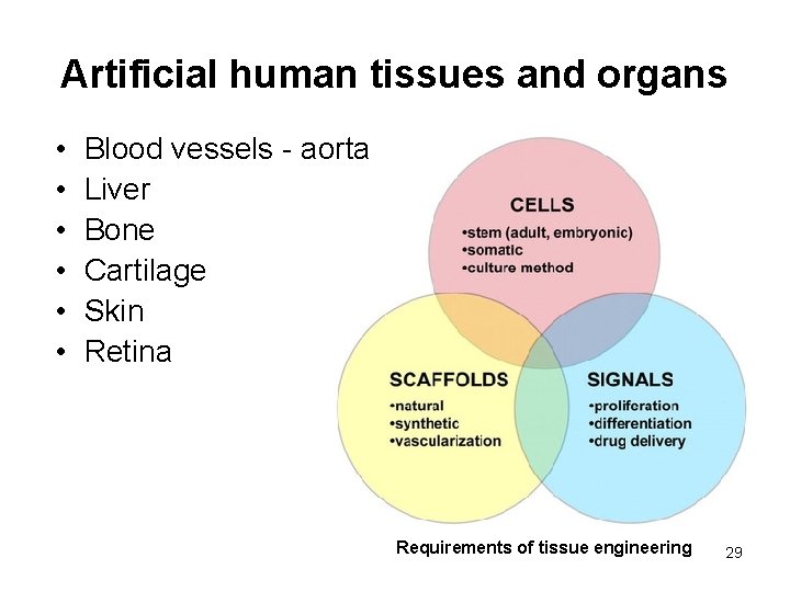 Artificial human tissues and organs • • • Blood vessels - aorta Liver Bone