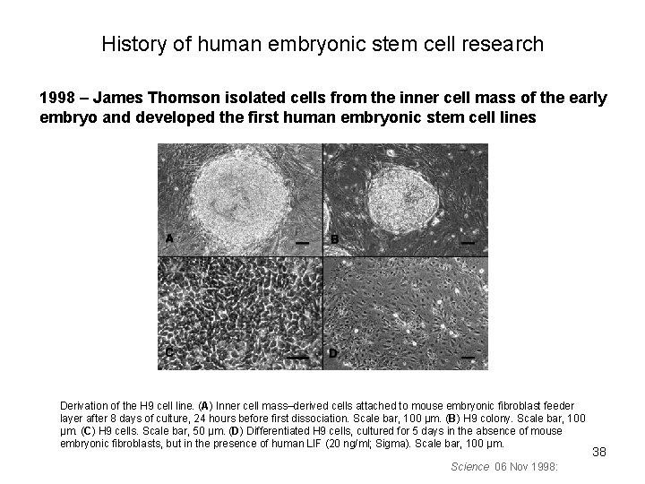 History of human embryonic stem cell research 1998 – James Thomson isolated cells from