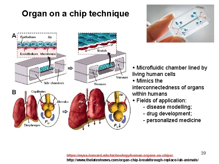 Organ on a chip technique § Microfluidic chamber lined by living human cells §