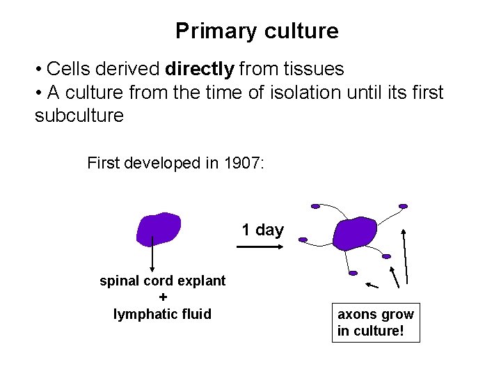 Primary culture • Cells derived directly from tissues • A culture from the time