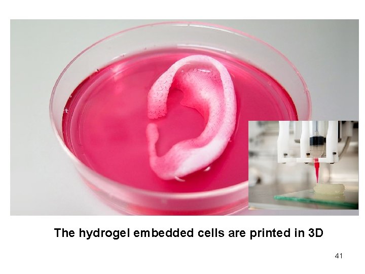 The hydrogel embedded cells are printed in 3 D 41 