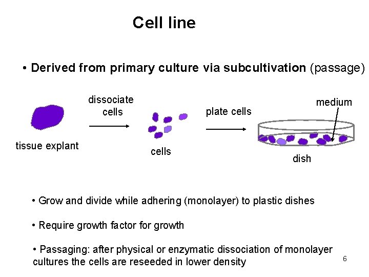 Cell line • Derived from primary culture via subcultivation (passage) dissociate cells tissue explant