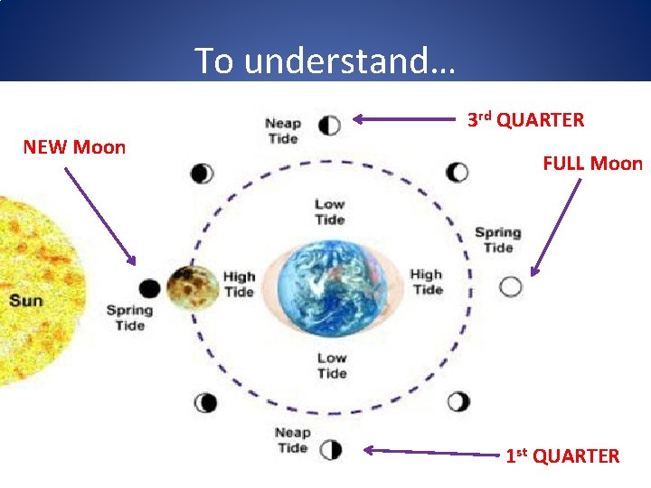To understand… 3 rd QUARTER NEW Moon FULL Moon 1 st QUARTER 