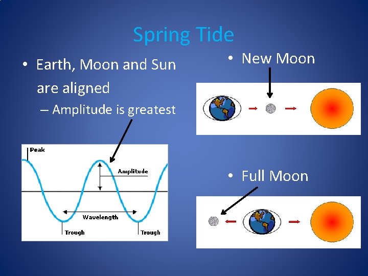 Spring Tide • Earth, Moon and Sun are aligned • New Moon – Amplitude