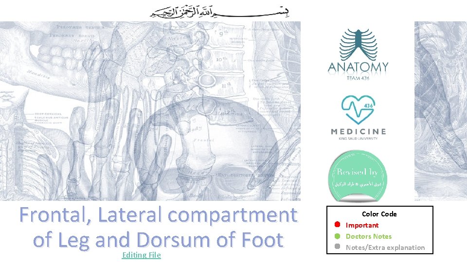 Frontal, Lateral compartment of Leg and Dorsum of Foot Editing File Color Code Important