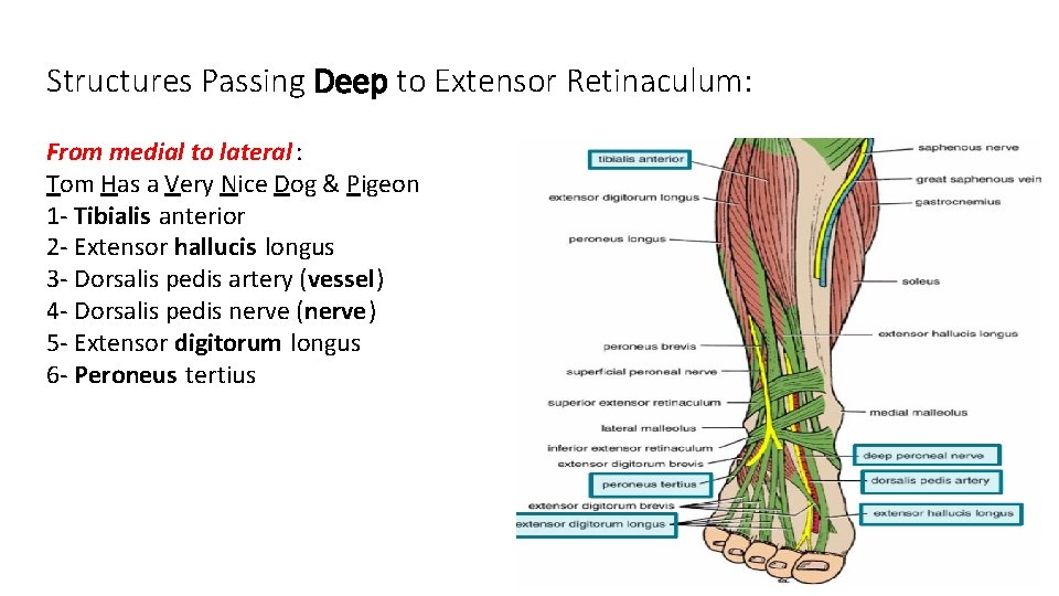 Structures Passing Deep to Extensor Retinaculum: From medial to lateral : Tom Has a