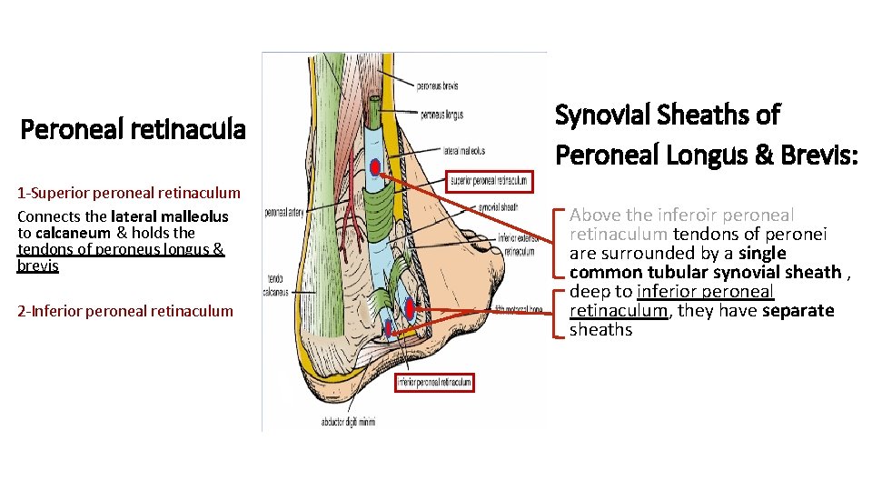 Peroneal retinacula 1 -Superior peroneal retinaculum Connects the lateral malleolus to calcaneum & holds