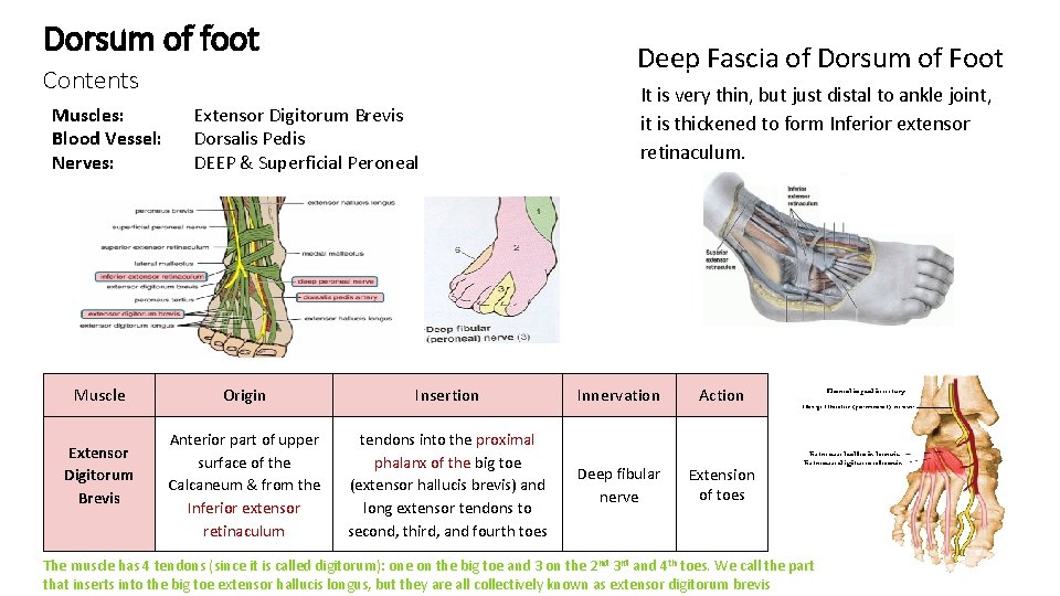 Dorsum of foot Deep Fascia of Dorsum of Foot Contents Muscles: Blood Vessel: Nerves: