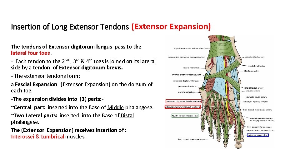 Insertion of Long Extensor Tendons (Extensor Expansion) The tendons of Extensor digitorum longus pass