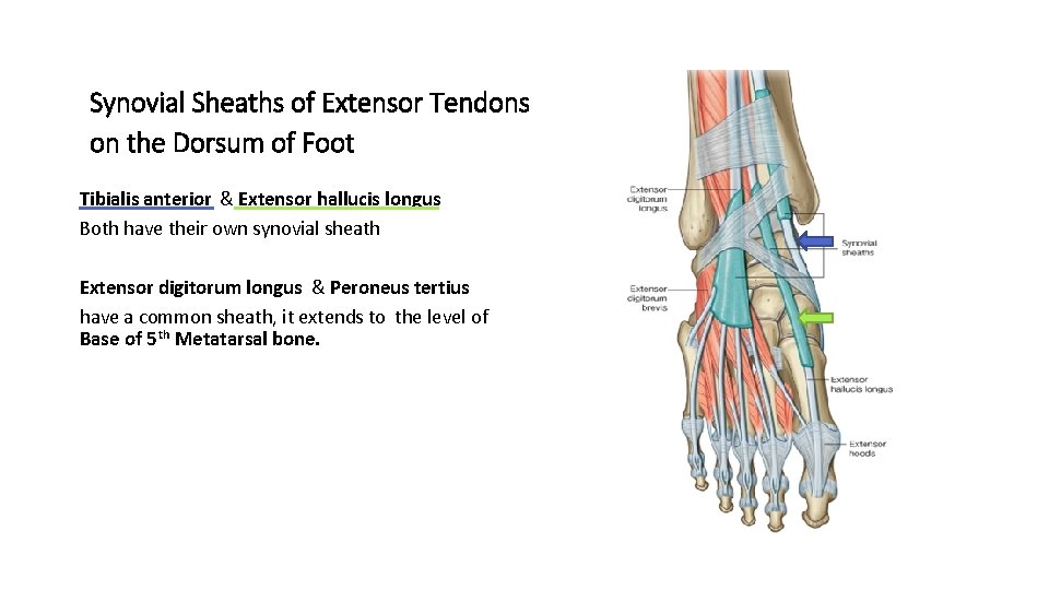 Synovial Sheaths of Extensor Tendons on the Dorsum of Foot Tibialis anterior & Extensor