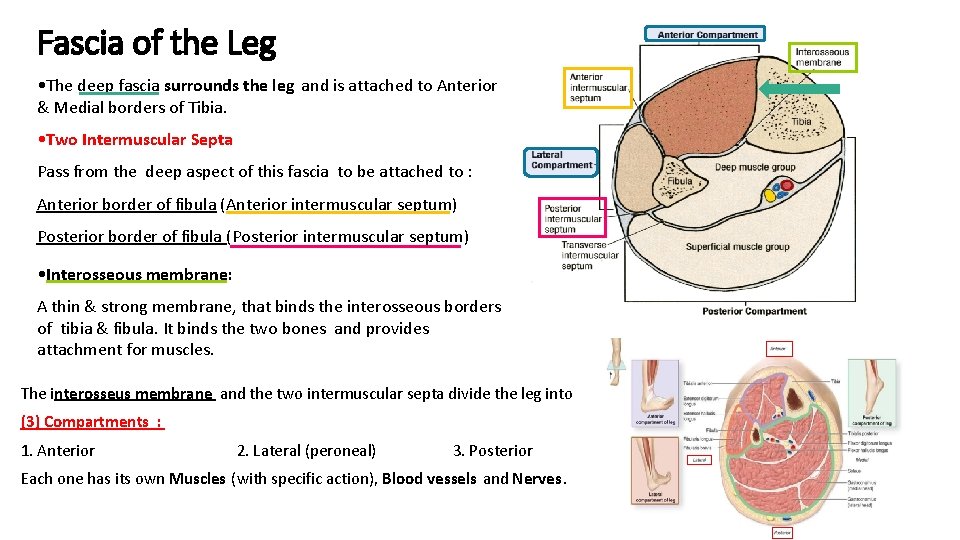 Fascia of the Leg • The deep fascia surrounds the leg and is attached