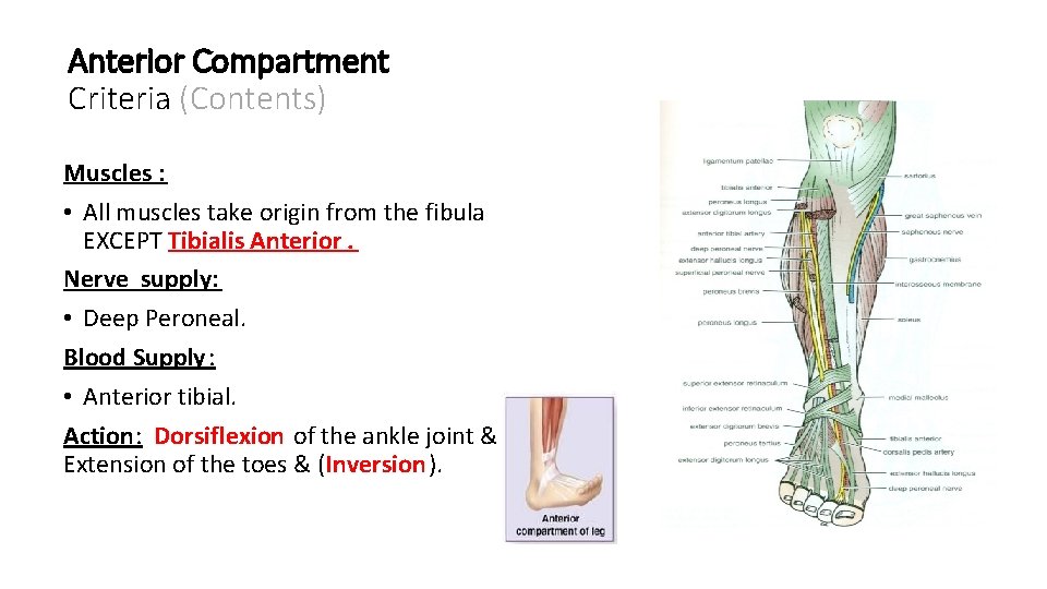 Anterior Compartment Criteria (Contents) Muscles : • All muscles take origin from the fibula