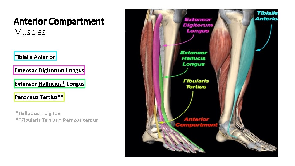 Anterior Compartment Muscles Tibialis Anterior Extensor Digitorum Longus Extensor Hallucius* Longus Peroneus Tertius** *Hallucius