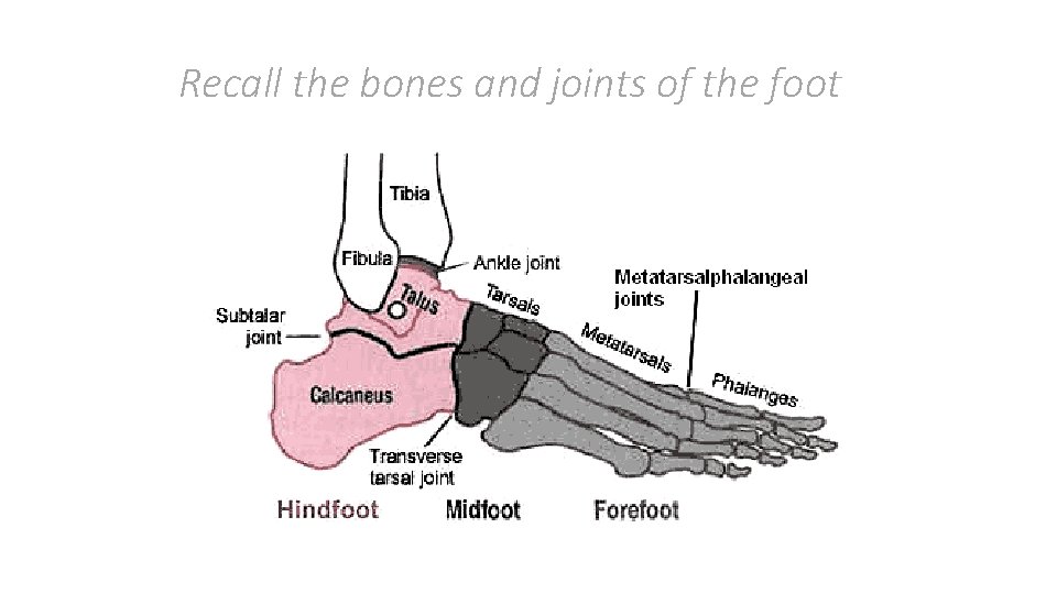 Recall the bones and joints of the foot 