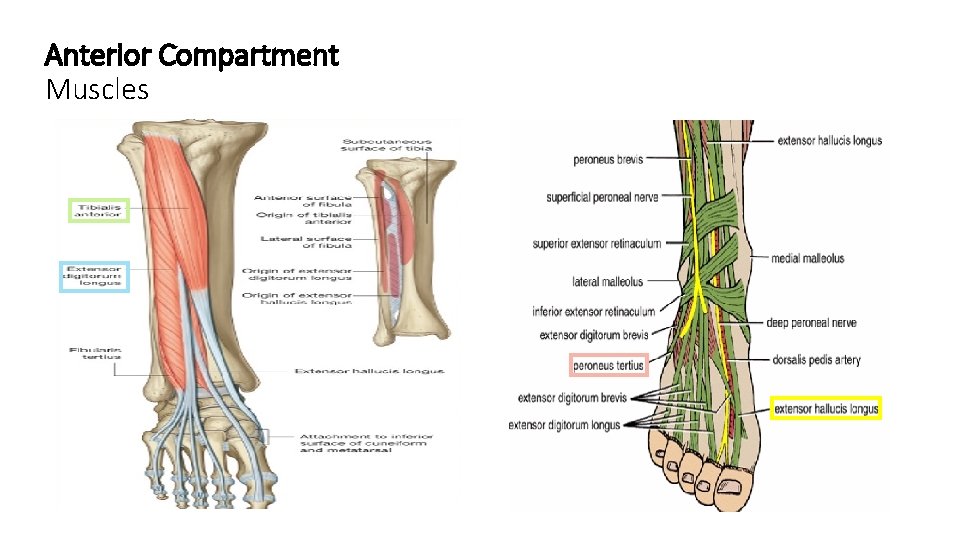 Anterior Compartment Muscles 