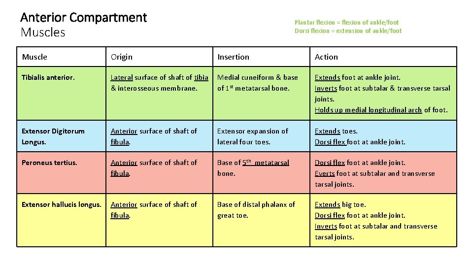 Anterior Compartment Muscles Plantar flexion = flexion of ankle/foot Dorsi flexion = extension of