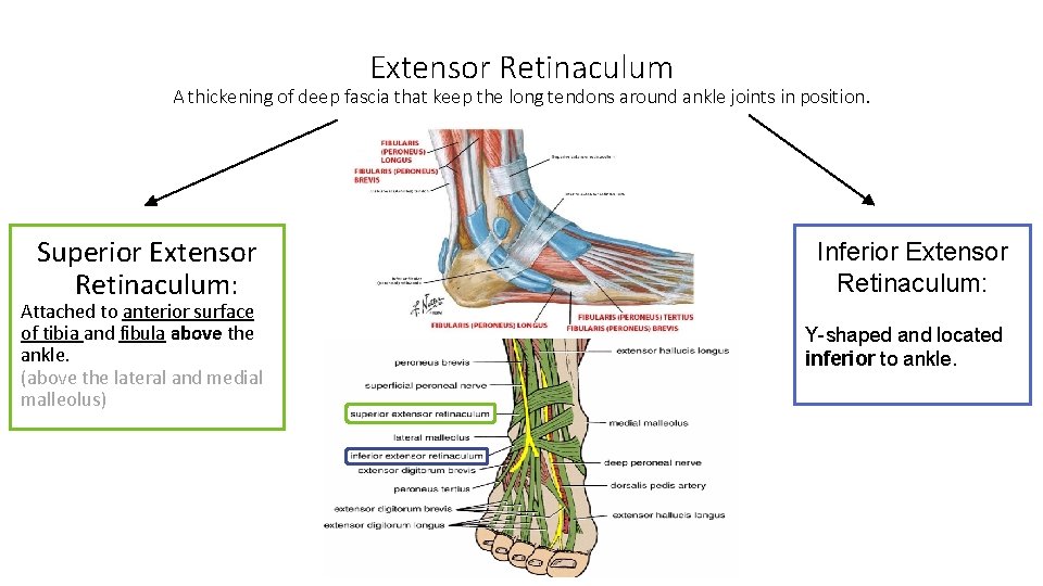Extensor Retinaculum A thickening of deep fascia that keep the long tendons around ankle