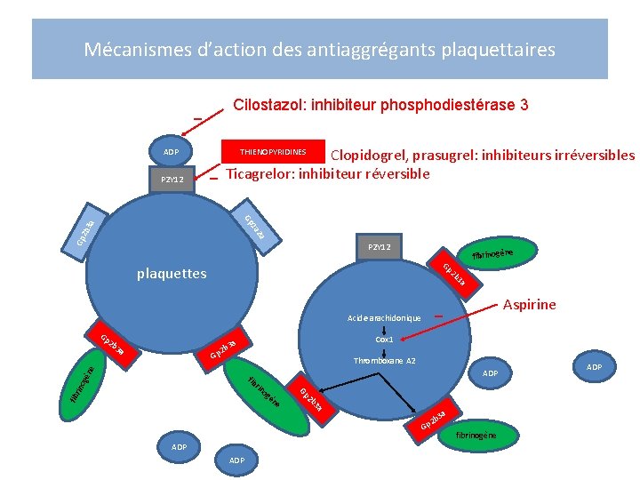 Mécanismes d’action des antiaggrégants plaquettaires Cilostazol: inhibiteur phosphodiestérase 3 ADP P 2 Y 12