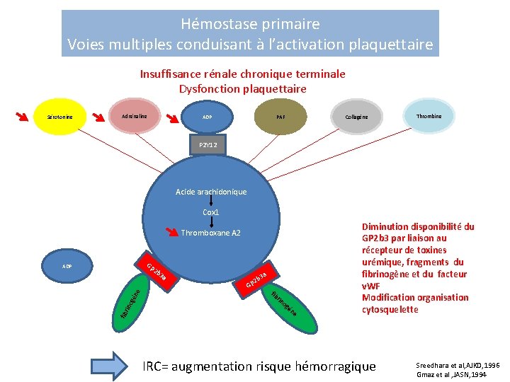 Hémostase primaire Voies multiples conduisant à l’activation plaquettaire Insuffisance rénale chronique terminale Dysfonction plaquettaire