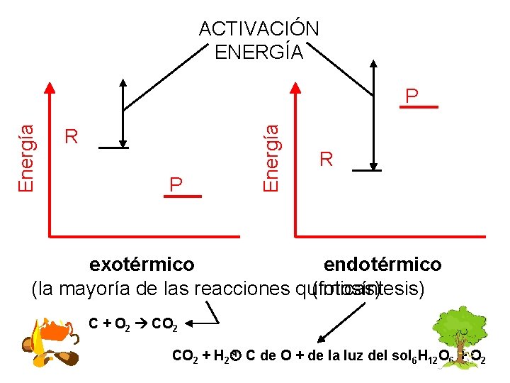 ACTIVACIÓN ENERGÍA R P exotérmico Energía P R endotérmico (la mayoría de las reacciones