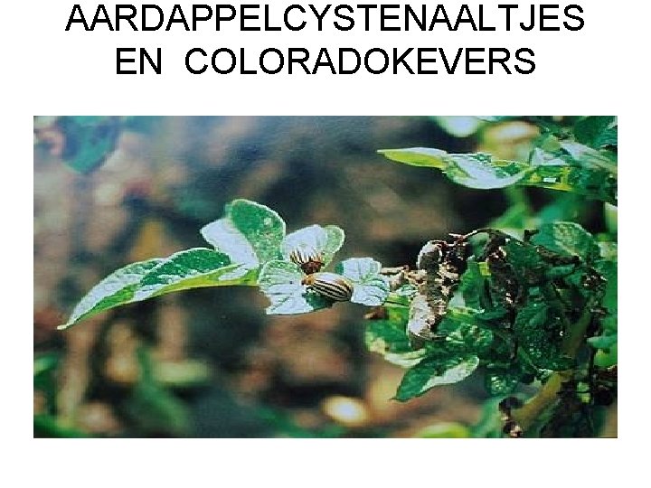 AARDAPPELCYSTENAALTJES EN COLORADOKEVERS 
