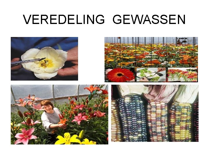 VEREDELING GEWASSEN 