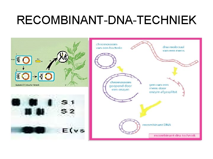 RECOMBINANT-DNA-TECHNIEK 