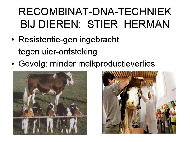 RECOMBINAT-DNA-TECHNIEK BIJ DIEREN: STIER HERMAN • Resistentie-gen ingebracht tegen uier-ontsteking • Gevolg: minder melkproductieverlies