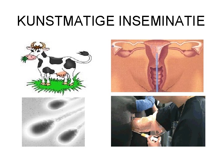 KUNSTMATIGE INSEMINATIE 