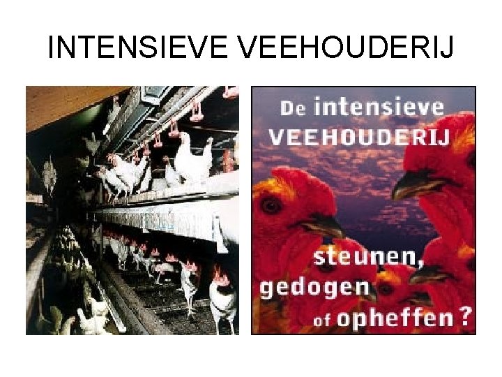 INTENSIEVE VEEHOUDERIJ 