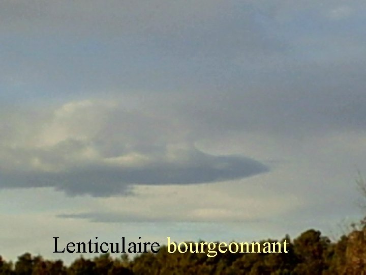 Lenticulaire bourgeonnant 