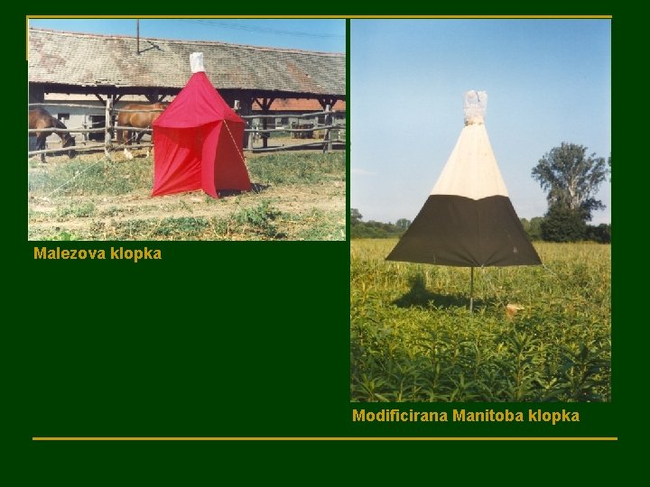 Malezova klopka Modificirana Manitoba klopka 