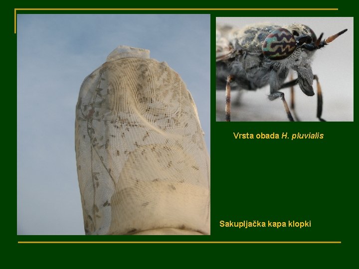 Vrsta obada H. pluvialis Sakupljačka kapa klopki 