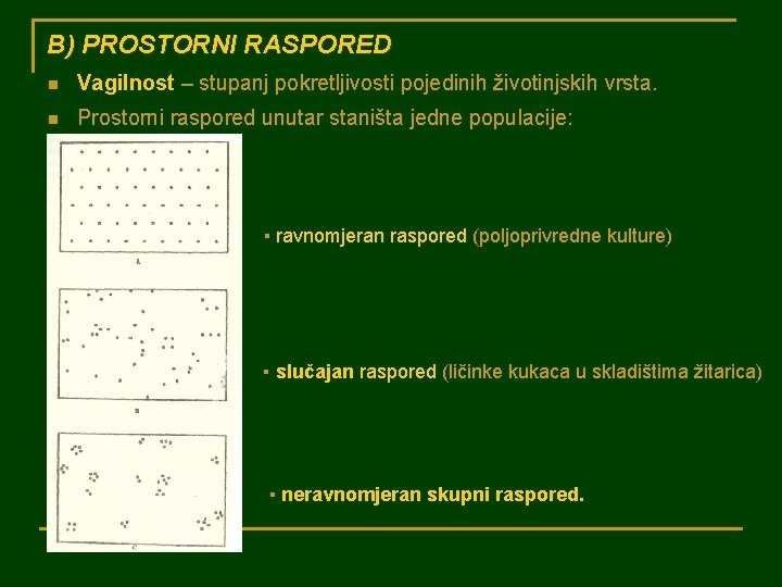 B) PROSTORNI RASPORED n Vagilnost – stupanj pokretljivosti pojedinih životinjskih vrsta. n Prostorni raspored