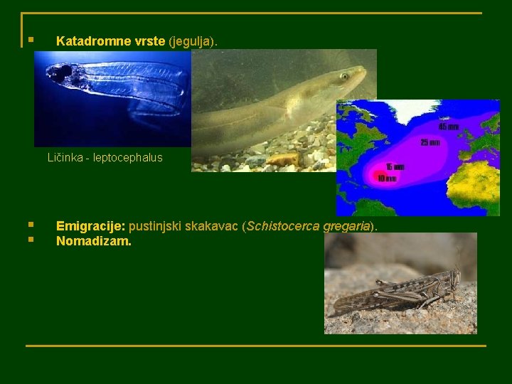 § Katadromne vrste (jegulja). Ličinka - leptocephalus § § Emigracije: pustinjski skakavac (Schistocerca gregaria).